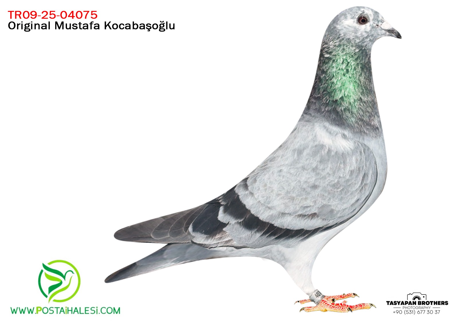 TR-25-09-04075 LUDO CLASENS&POCERFACE&PİTBUUL& GOLDEN PRENCE