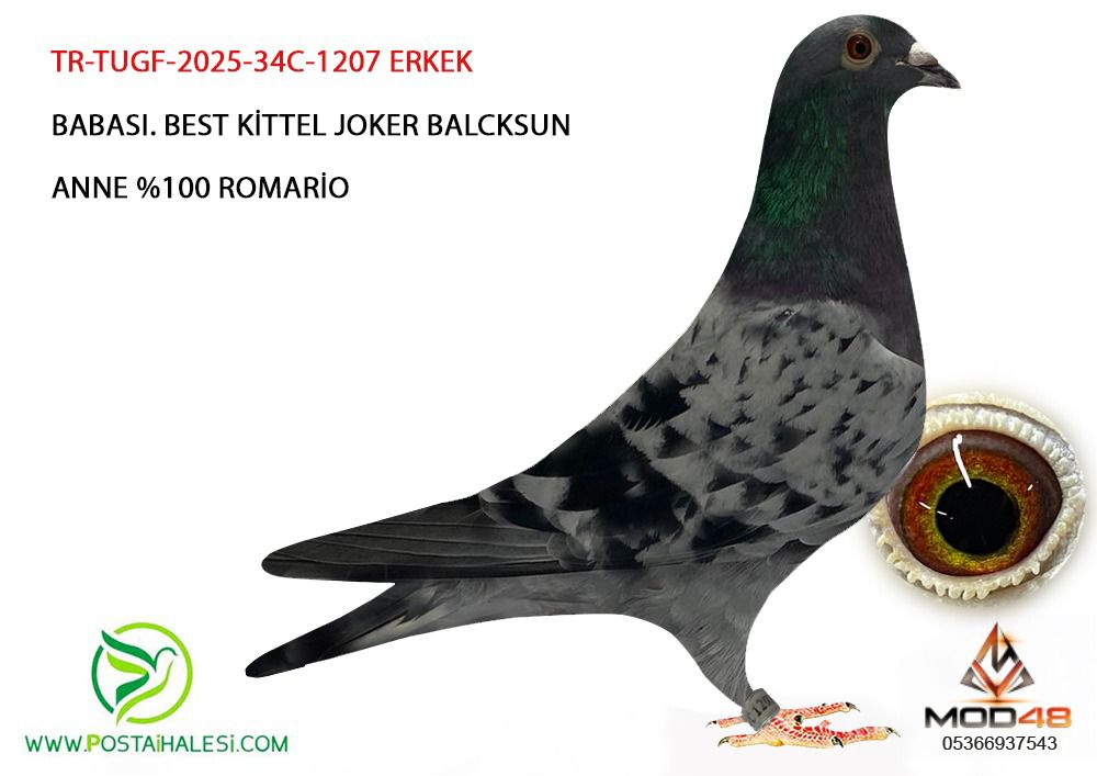 TR-TUGF-2025-34-C-1207 BABA BEST KİTTEL JOKER BLACK SON% 100 ROMARİO