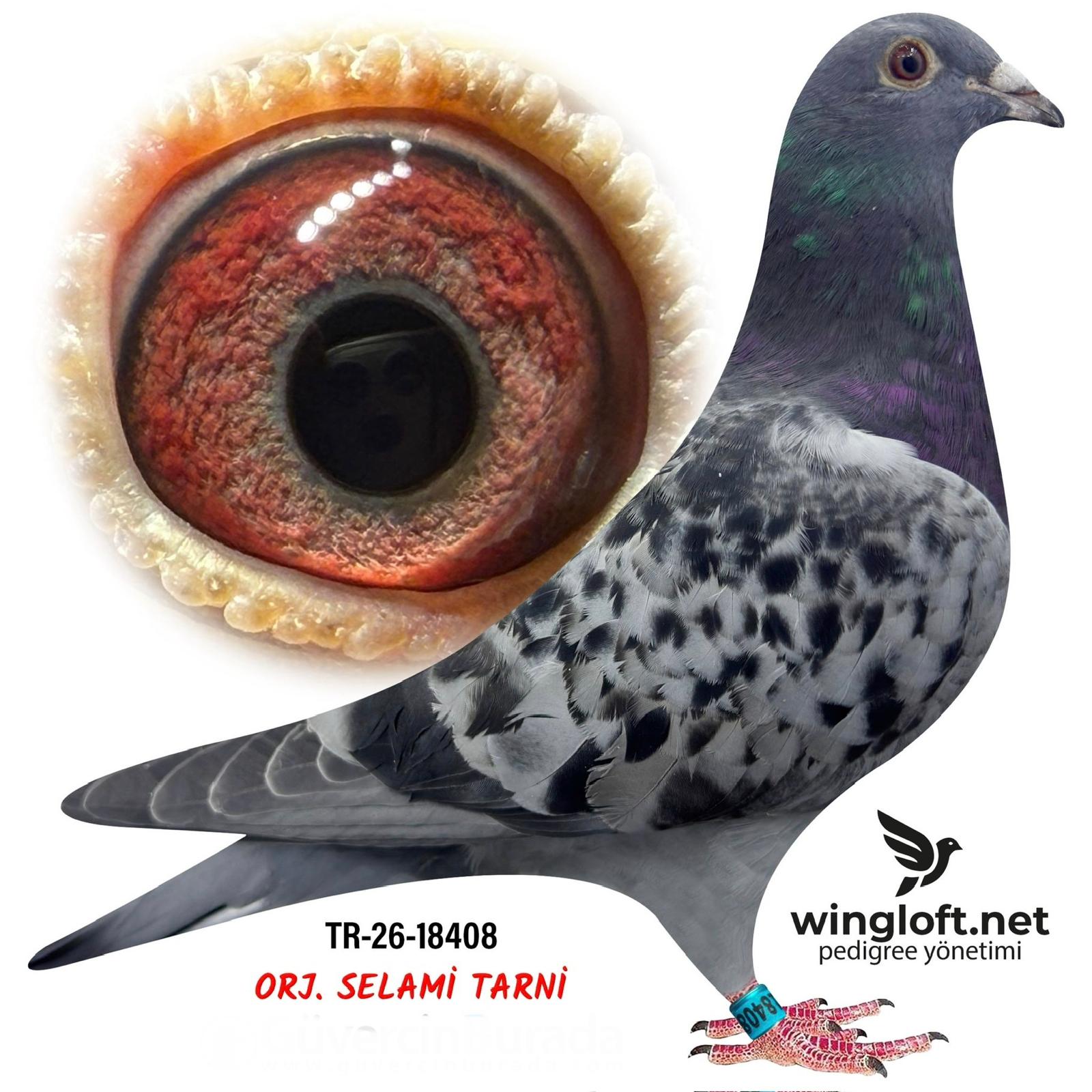 TR-34-26-18408 EDİP ŞABAN &MESSİ