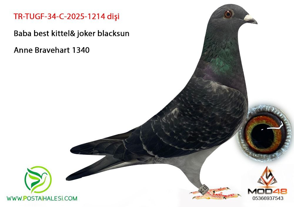 TR-TUGF-34 C-2025-1214  BEST KİTTEL JOKER BLACK SUN  BRAVHART 1340