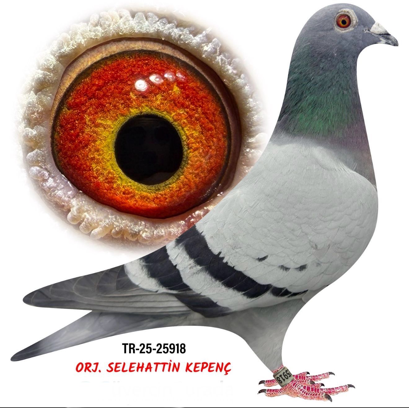 TR-25-34-25918 BRAVEHEART 1340&İNBRED HARRY