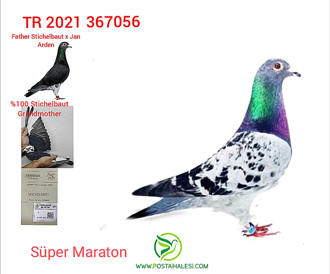 TR-21-367056 JAN ARDEN& EMELY DENİS