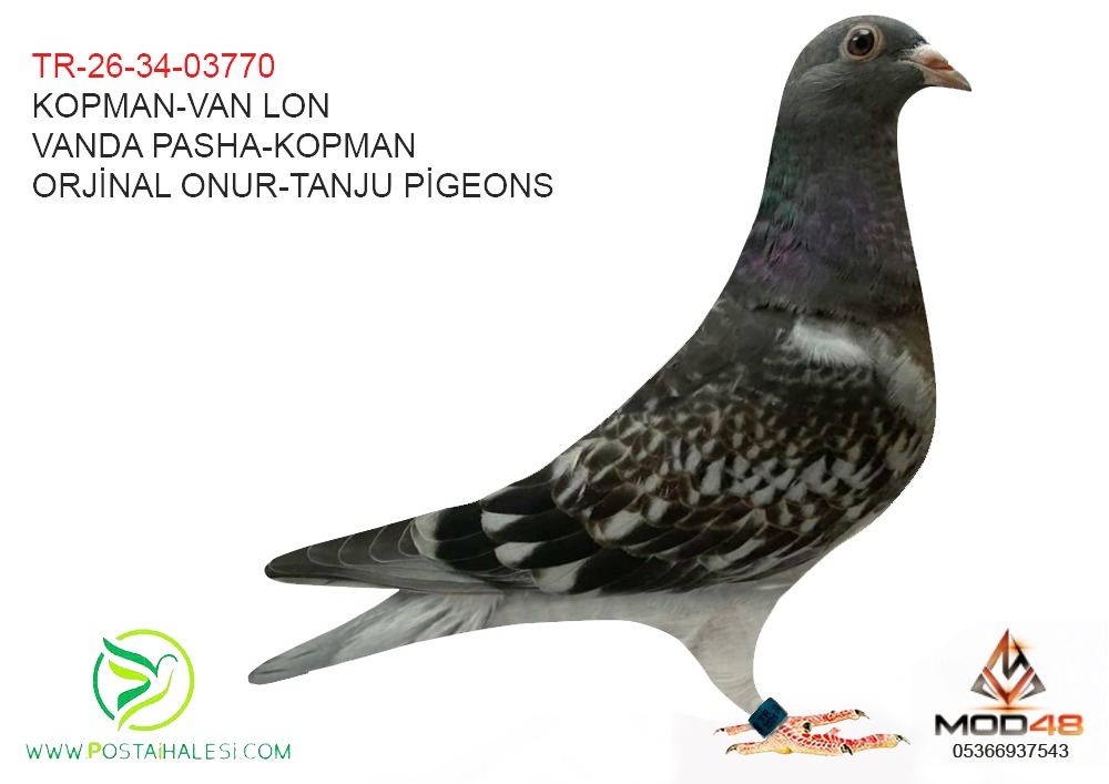 TR-26-34-03770 KOOPMAN-VAN LON-JAN V.D PASCH