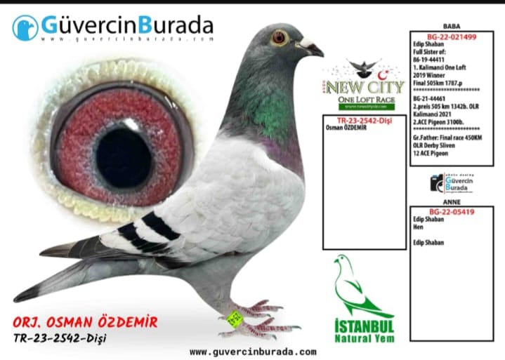 TR-23-2542 EDİP Şaban 105 GİANT