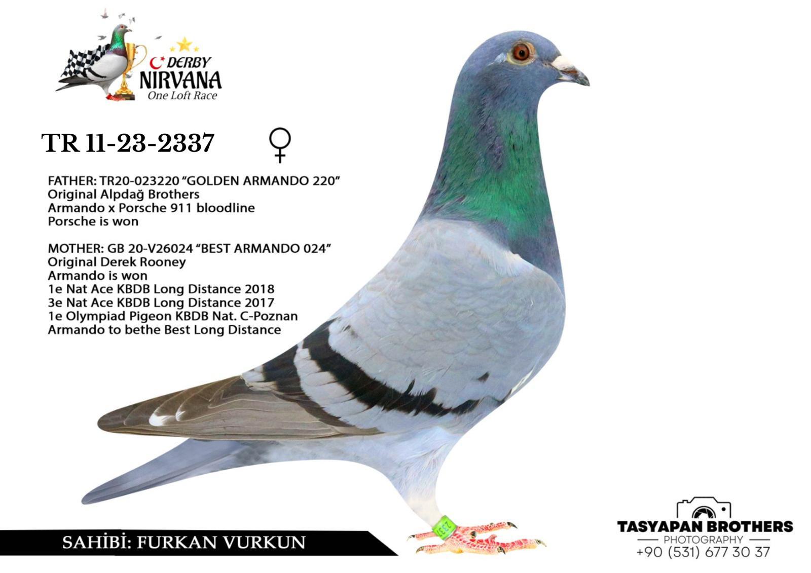 TR 11-23-2337 ÇİFT TARAFTAN GOLDEN ARMANDO