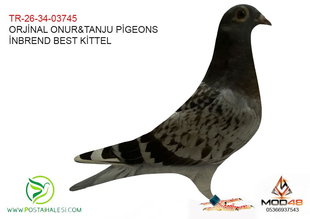 TR-26-34-03745 İNBREND BEST KİTTEL