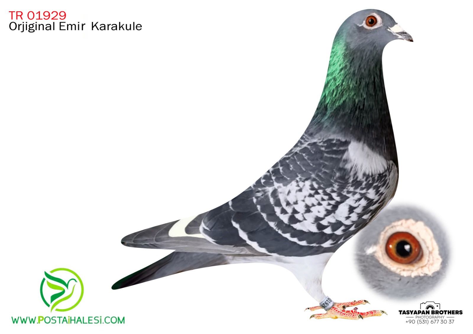 TR-25-34-01929 ARMANDO&KİTTEL&PORŞHE911