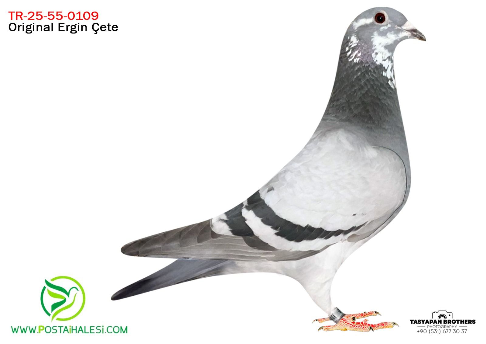 TR-55-25-0109 KİTTEL FANTASTİC-PORŞHE 911