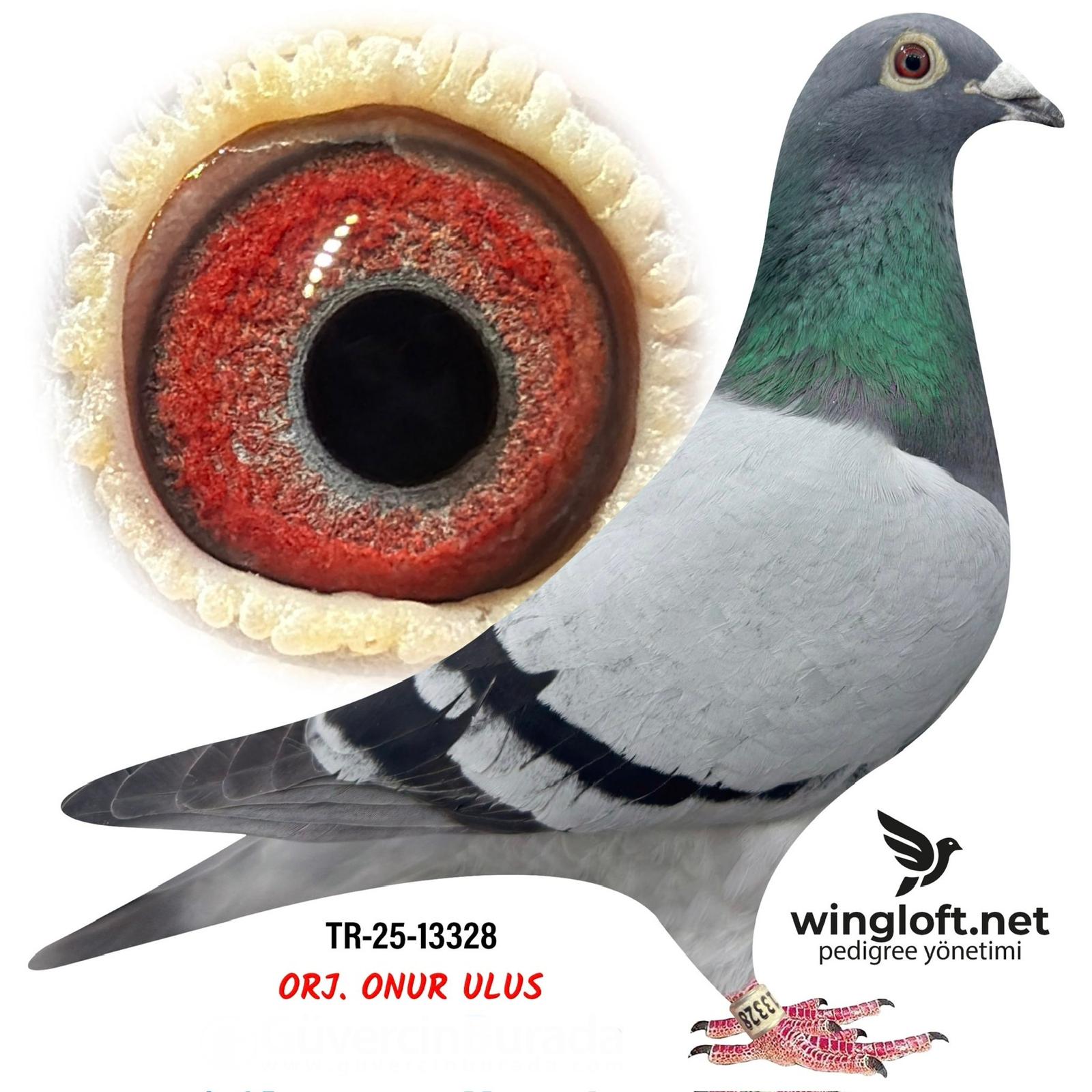 TR-25-13328 --MESSİ-SG STEFF_611