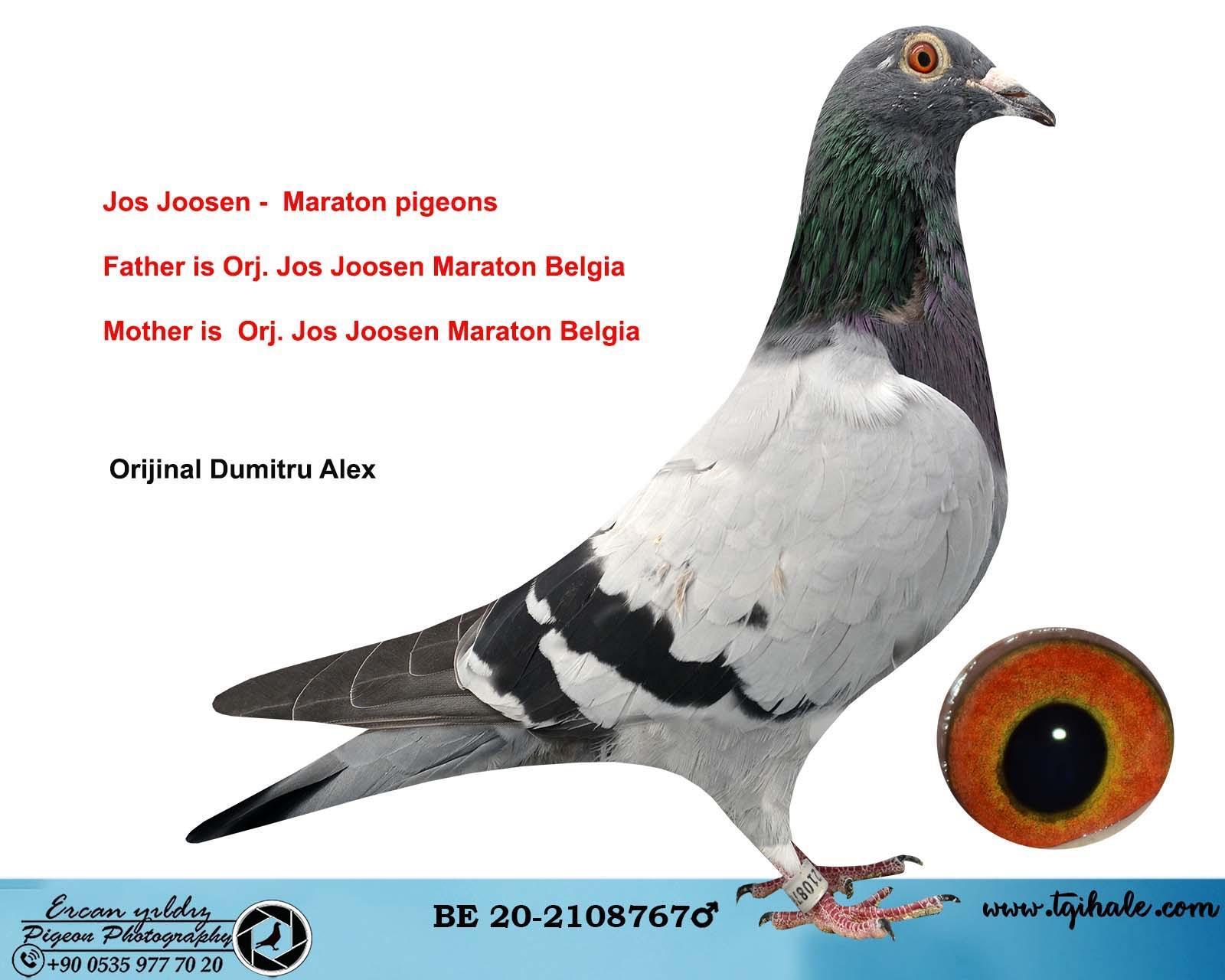 BE-20-2108767 JOS JOOSEN-MARATON PIEGON