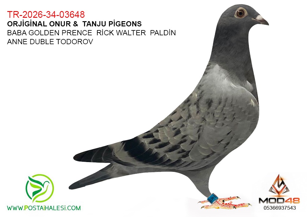 TR-26-34-03648-GOLDEN PRENCE RİCK WALTER PALDİN--DUBLE TODOROW