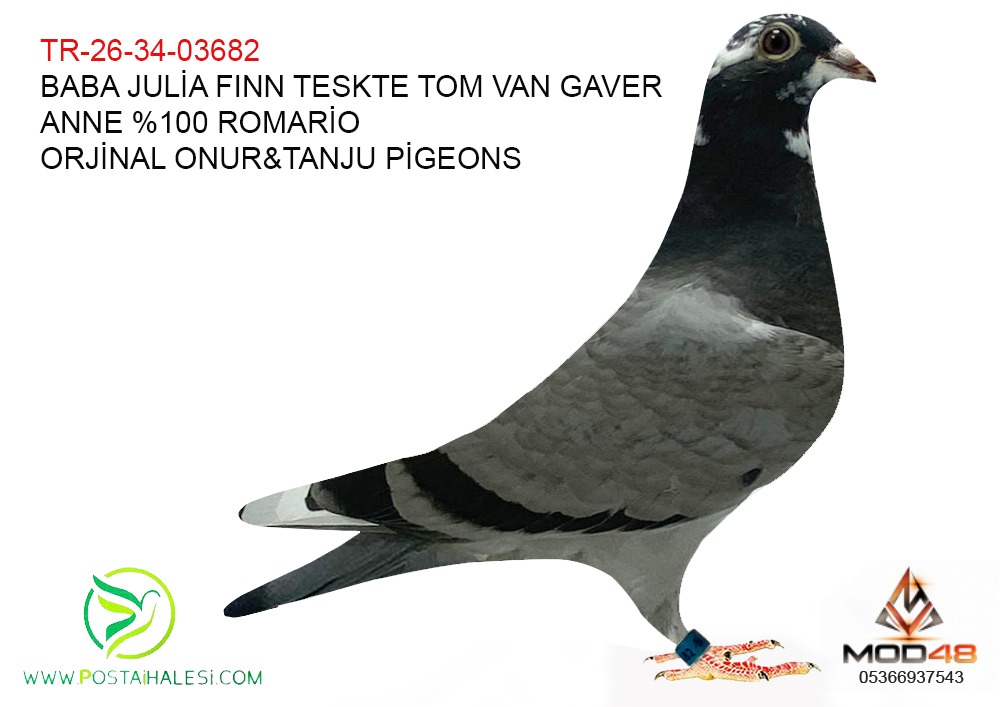 TR-26-34-03682 JULİA FINN TOM VAN GAVER-%100 ROMARİO