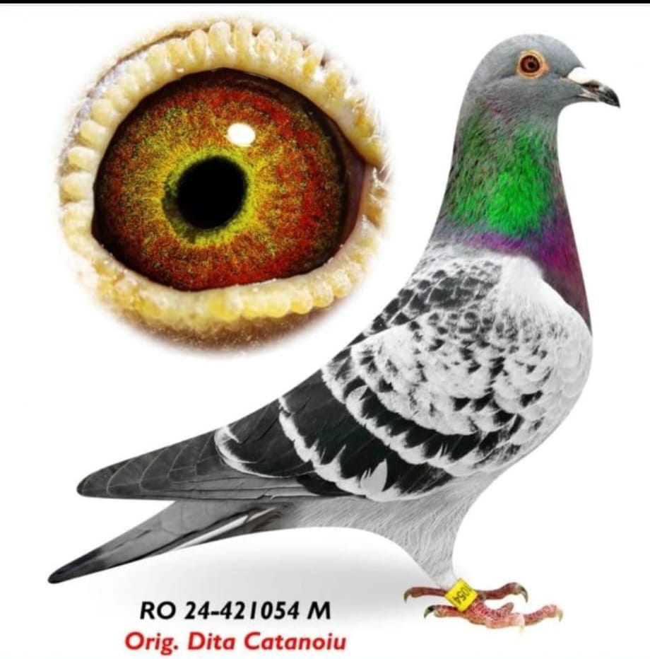 RO-24-0421054--B.MERVE KLEINE JADE JELLEMA