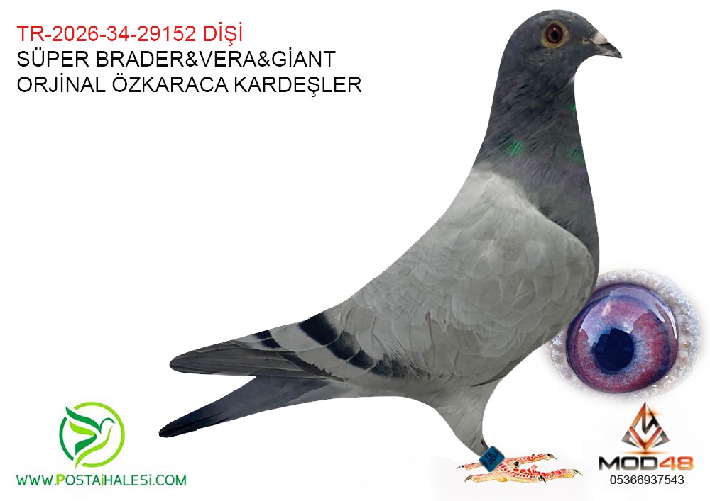 TR-2026-34-29152 VERA-GİANT-SÜPER BREDER