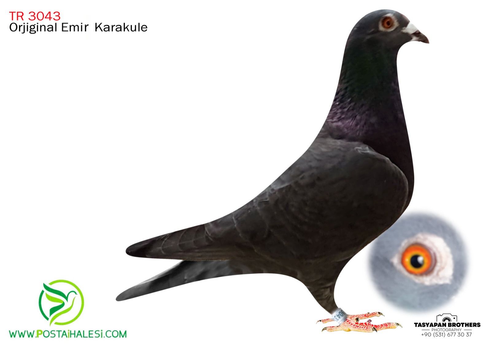 TR-25-34-3043 RİHANNA TORUN KİTTEL TORUN YAVRUSUDUR 