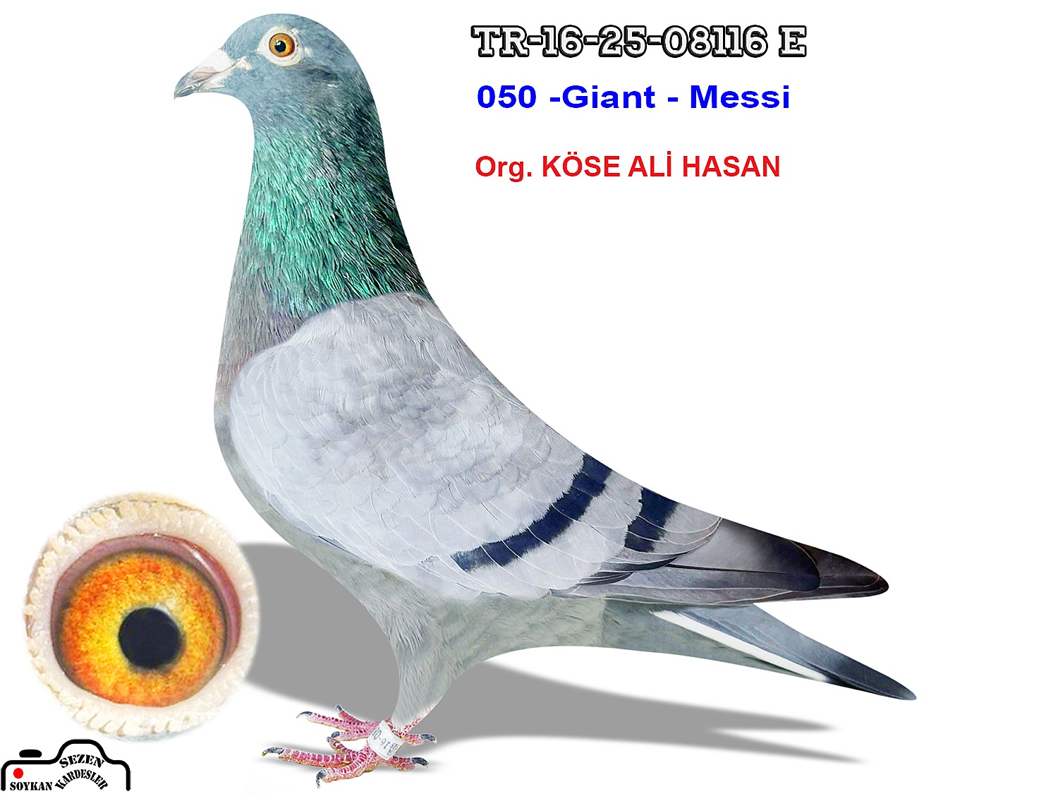 TR-16-25-08116 050-GİANT-MESSİ