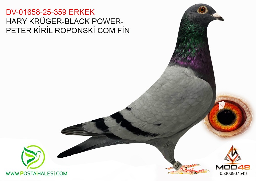 DV-01658-25-359 PETER KİRL RAPONSKİ BLCK POWER