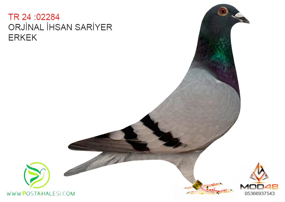 TR-24-02284 SG STEFF GİANT 050 TAŞKAN TENEKE