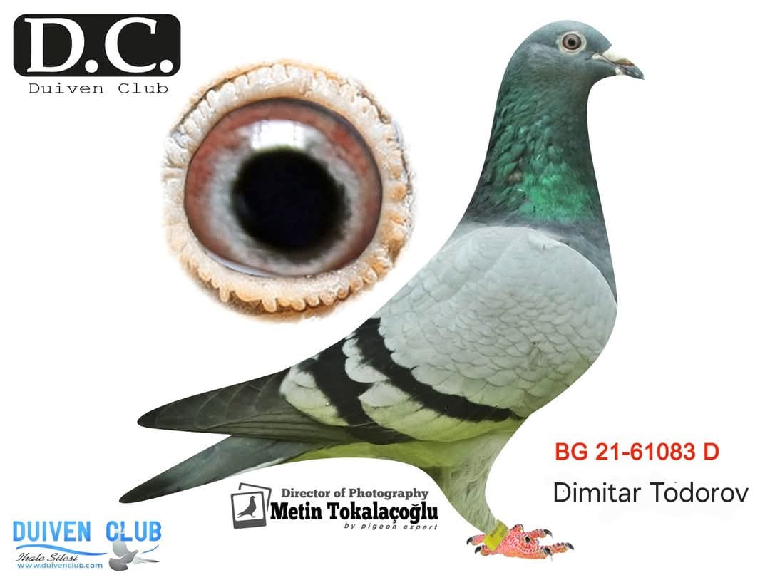 BG-21-61083 DİMİTAR TODOROV&GİANT TORUNU