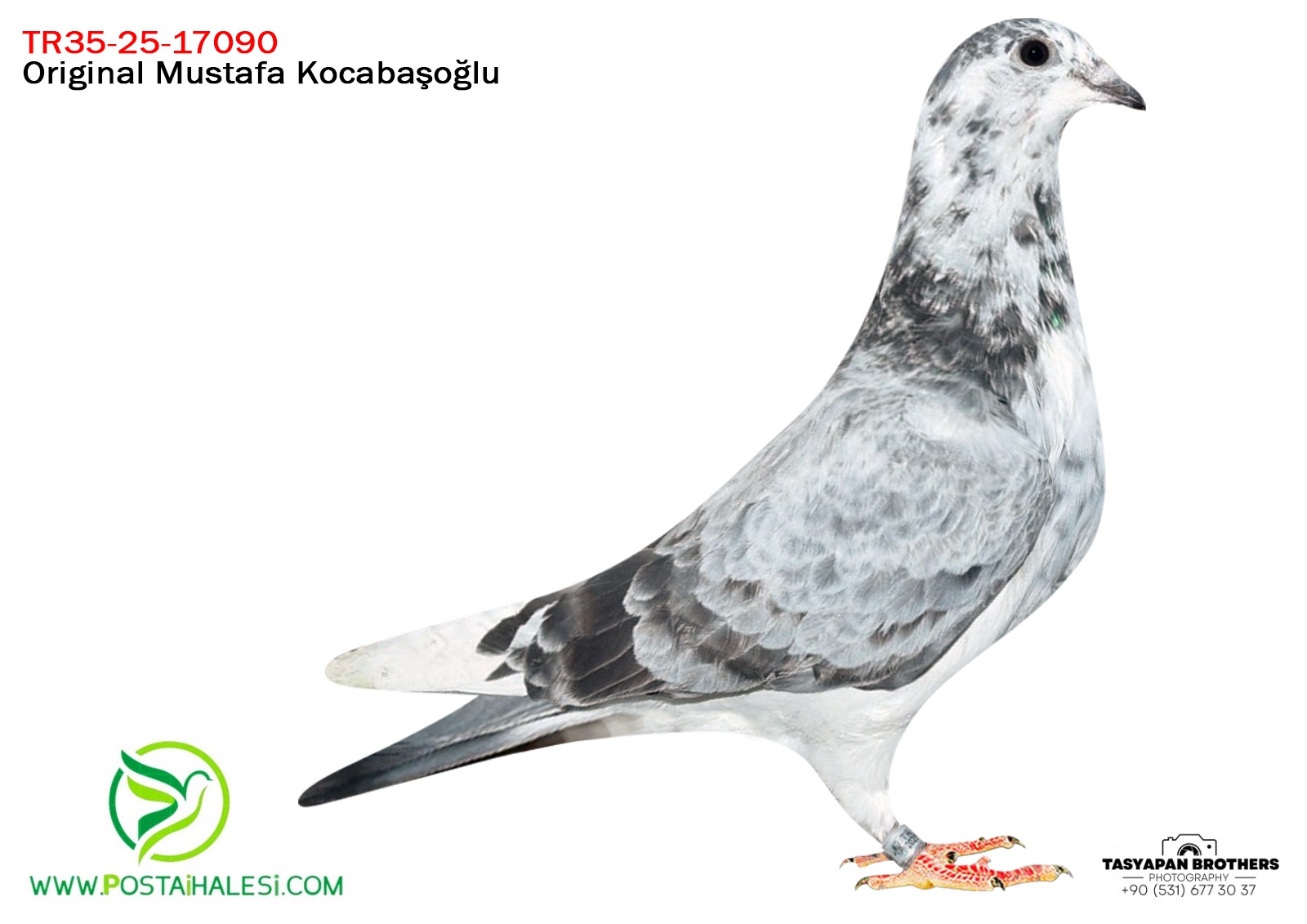 TR-25-09-17090 LUDO CLASNS&POKERFACE&PİTBUUL&GOLDEN PRENCE