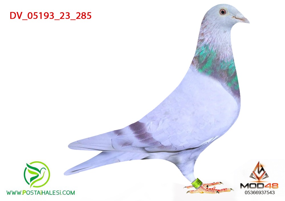 DV-05193-23-285- DHLEAN DANİEL