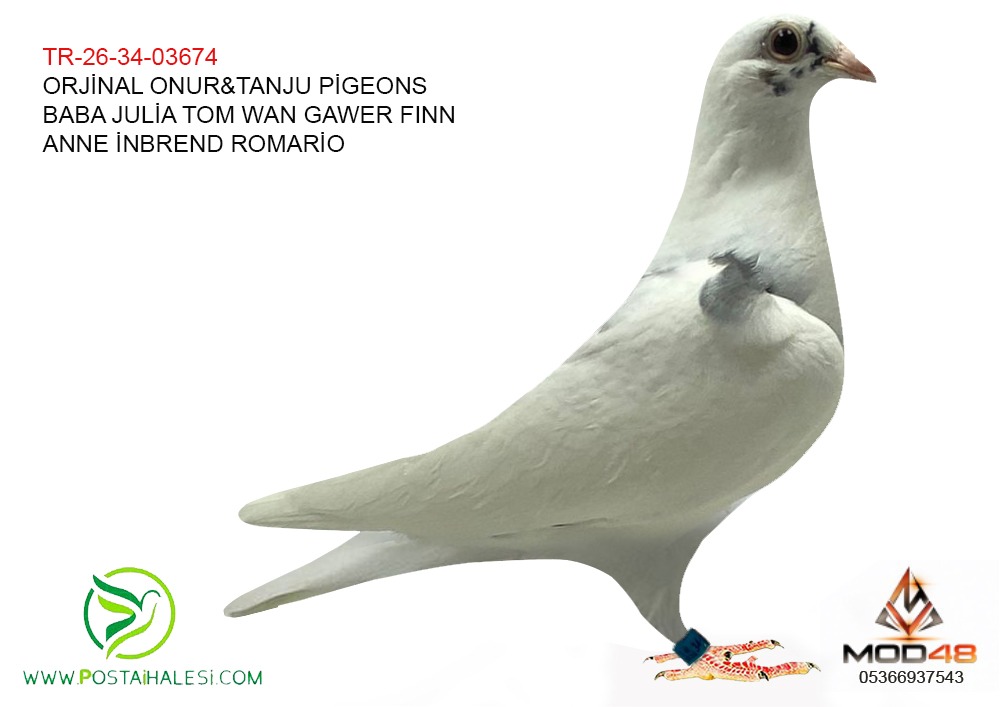 TR-26-34-03674 JULİA TOM VAN GAWER FINN ROMARİO