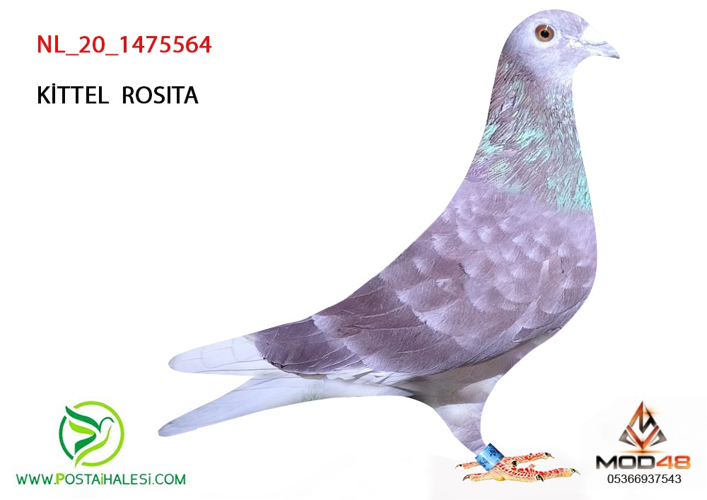 NL-20-1475564-  KİTTEL ROSİTA