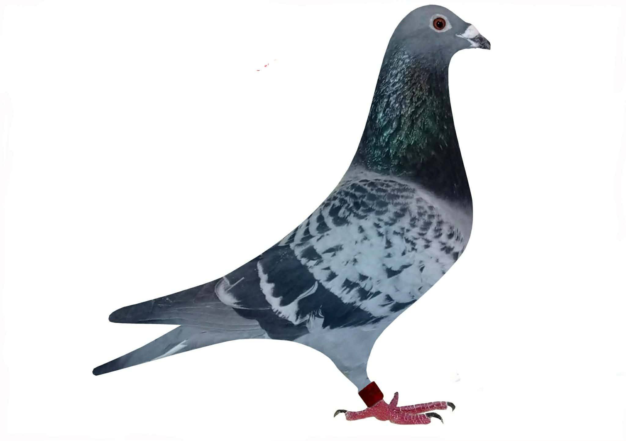 TR-19-025932  JANSEN&KAZIM ÇELİK