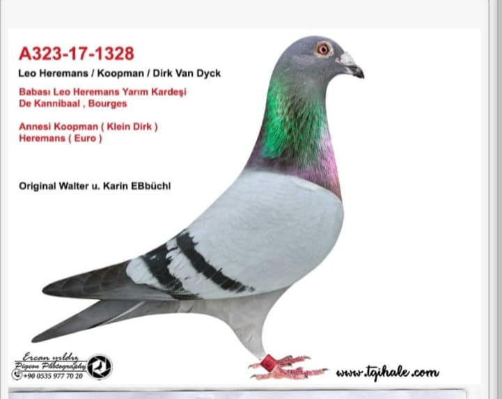 A323-17-1328 LEO HERAMANS KOOPMAN TOHUM GARANTİSI YOKTUR 