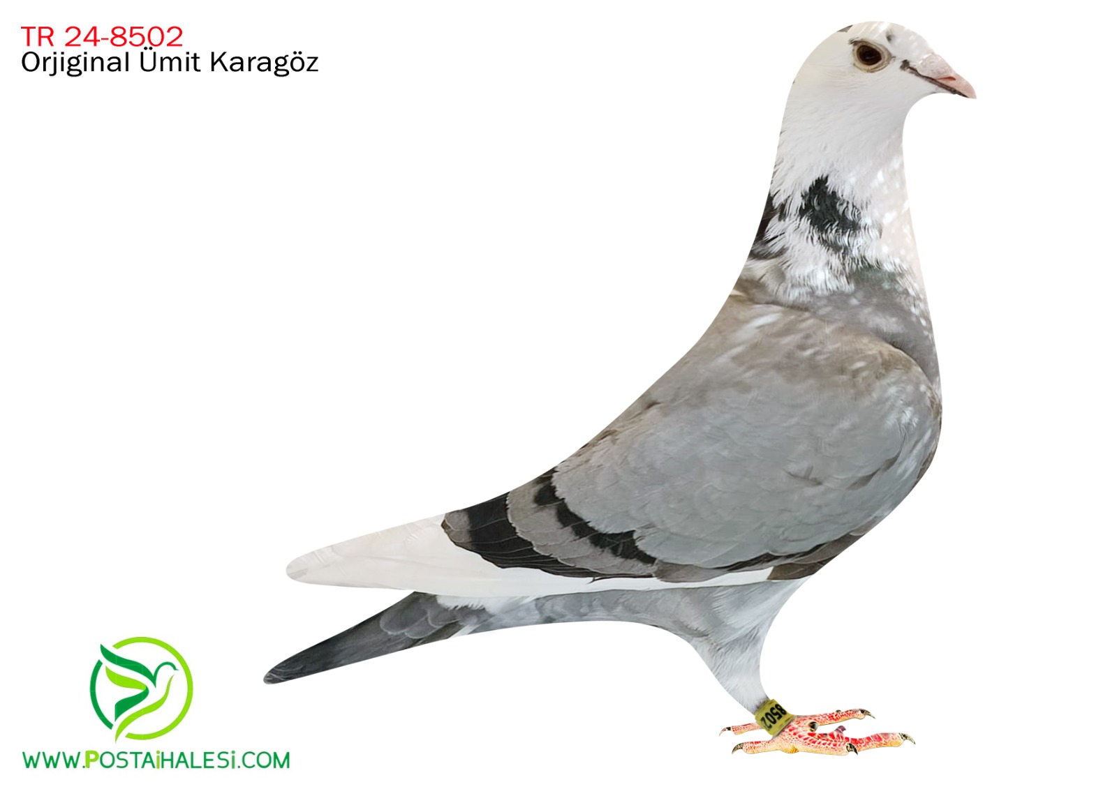 TR-24-80-8502 İNBRED GREPEL KİTTEL