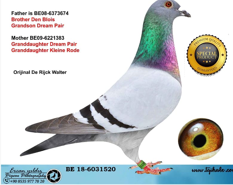 BE-18-6031520_RİJK WALTER