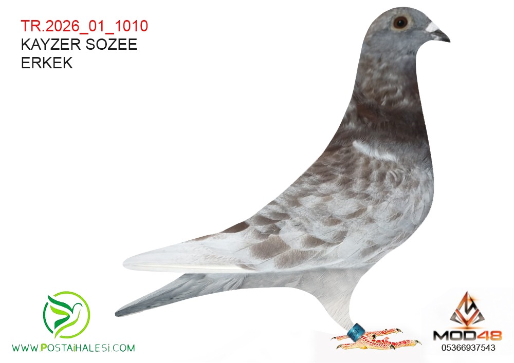 TR-26-01-1010  DE RİJCK WALTER-KİTTEL