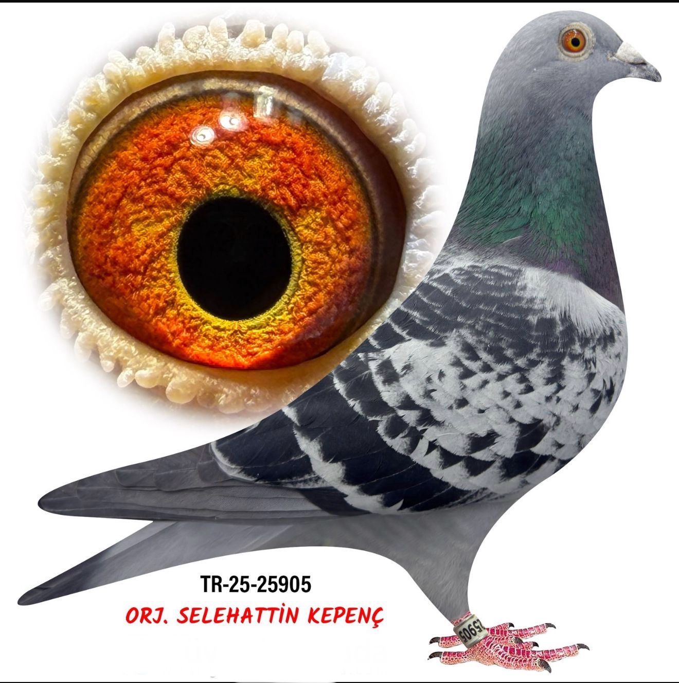 TR-25-34-25905 BRAVEHEART 1340 &İNBRED HARRY