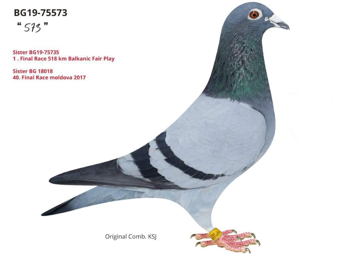 BG-19-75573 A.U.H KLAAS