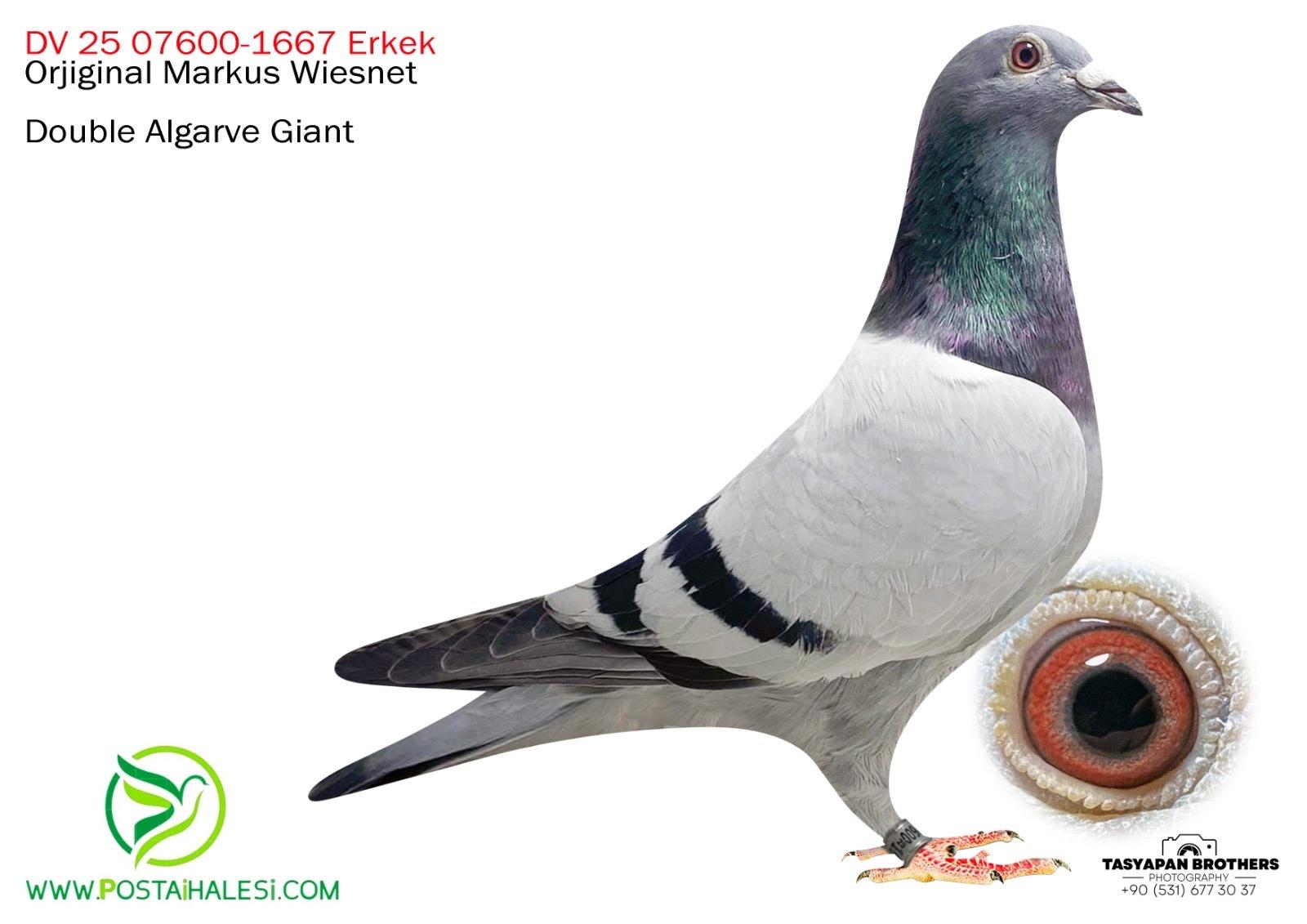 DV-25-07600-1667 DUBLE GİANT TORUNU