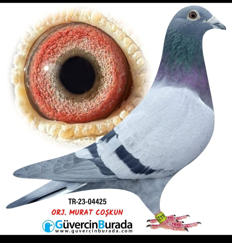 TR 23-04425 OGÜN KÖSE AFRİCAN 400