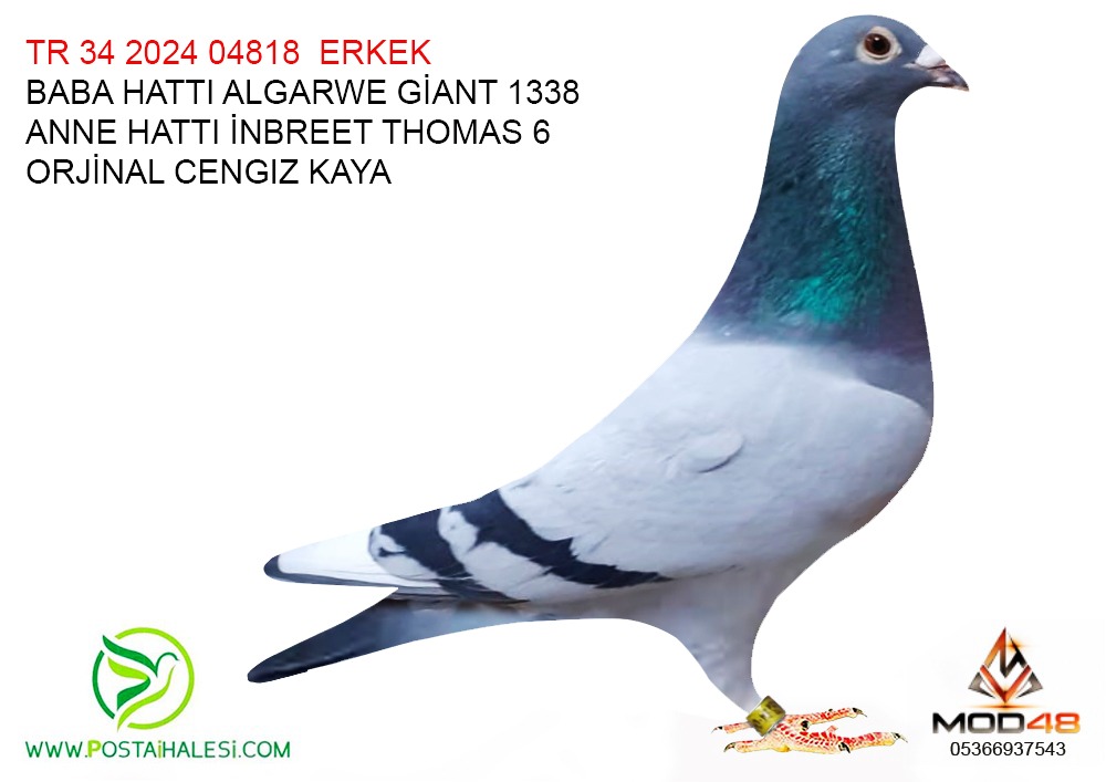 TR 34-24-04818 1338 GİANT&TOMAS 6