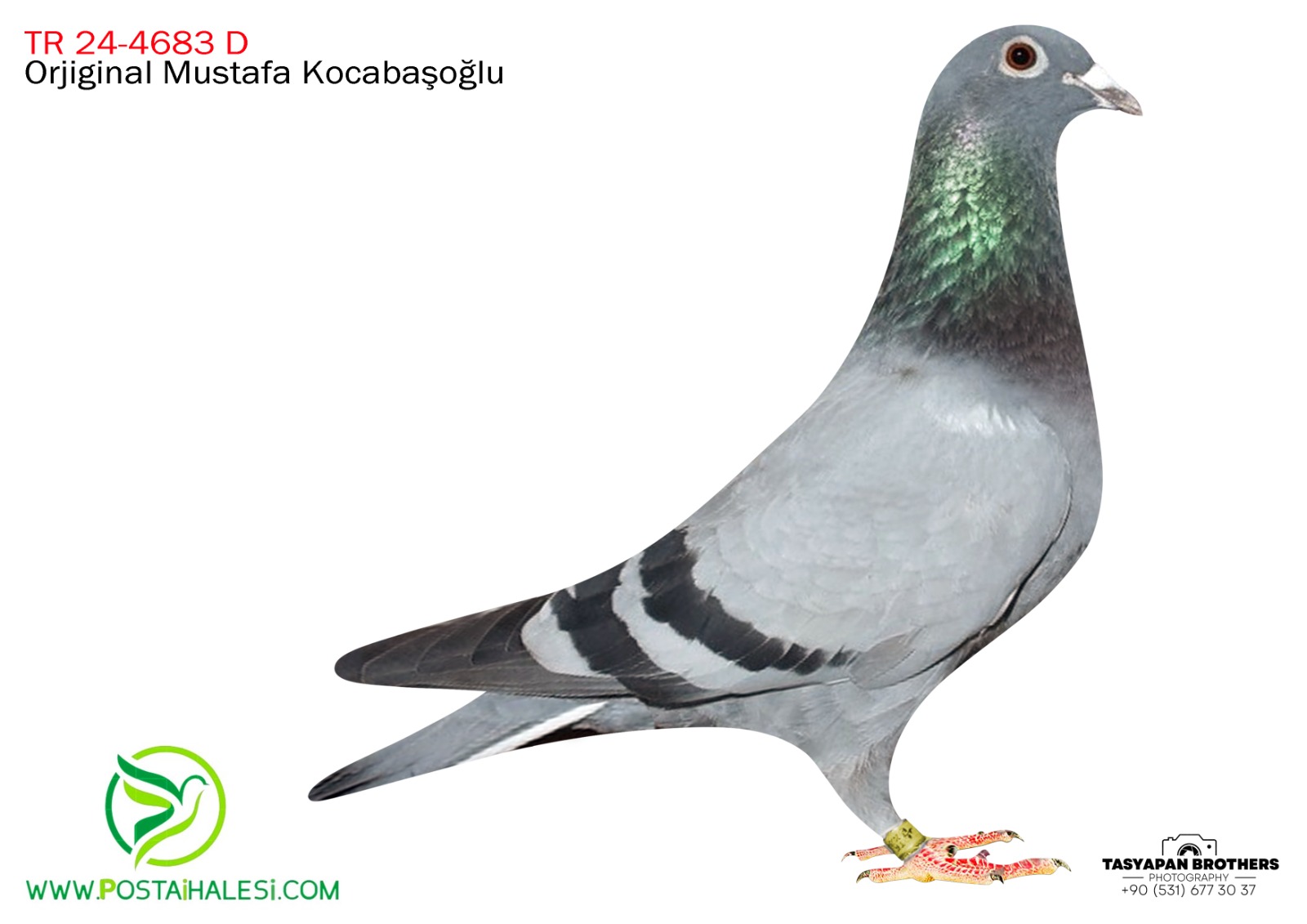 TR-24-4683 KİTTEL&PİTBULL