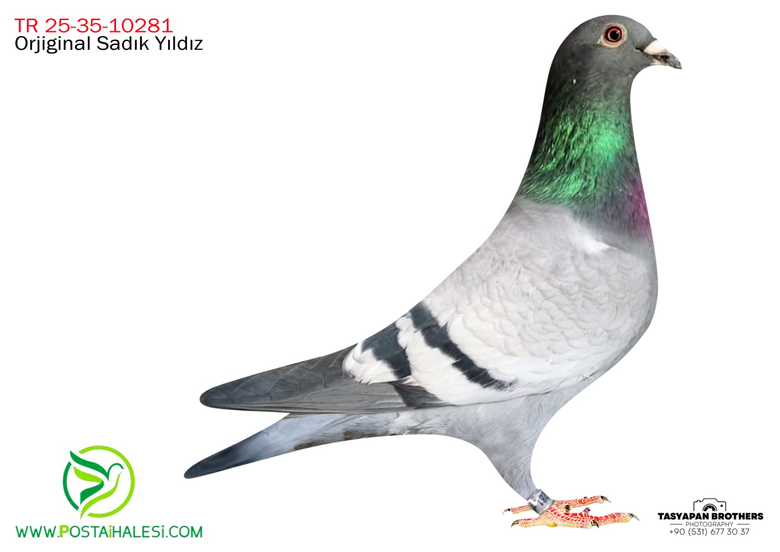 TR-25-35-10281 KİTTEL&VANLON