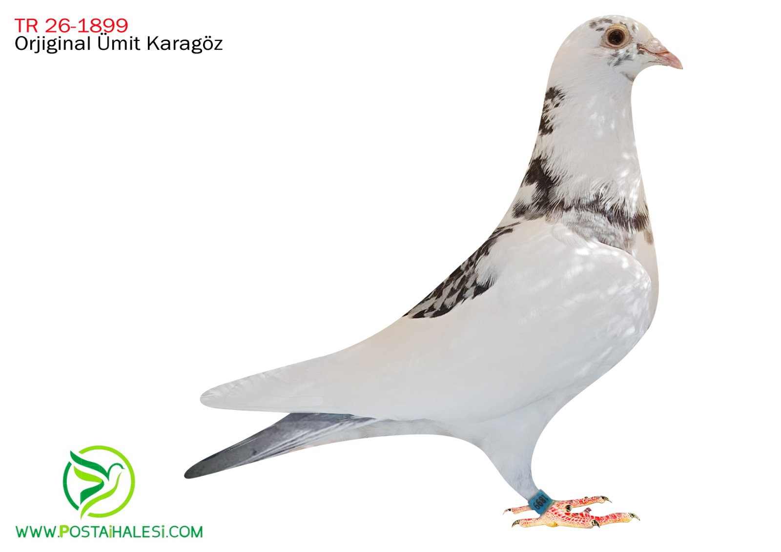 TR-26-1899 %100 LUDO CLASENS