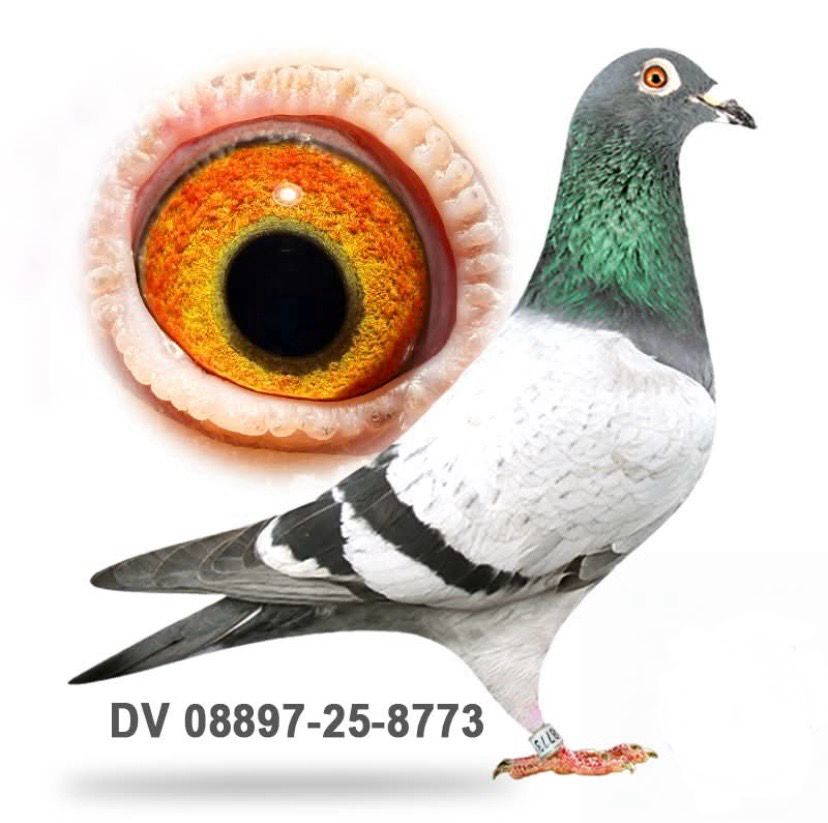 DV 08897-25-8773 DUBLE ÇİFT TARAFTAN GİANT TORUNU