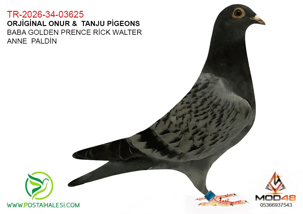 TR-26-34-03625--GOLDEN PRENCE RİCK WALTER-PALDİN.A.KLASS 