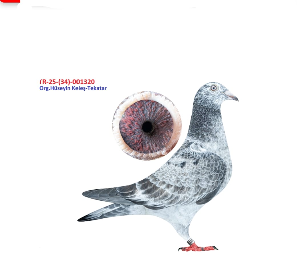 TR-25-34-001320 duble pitbull