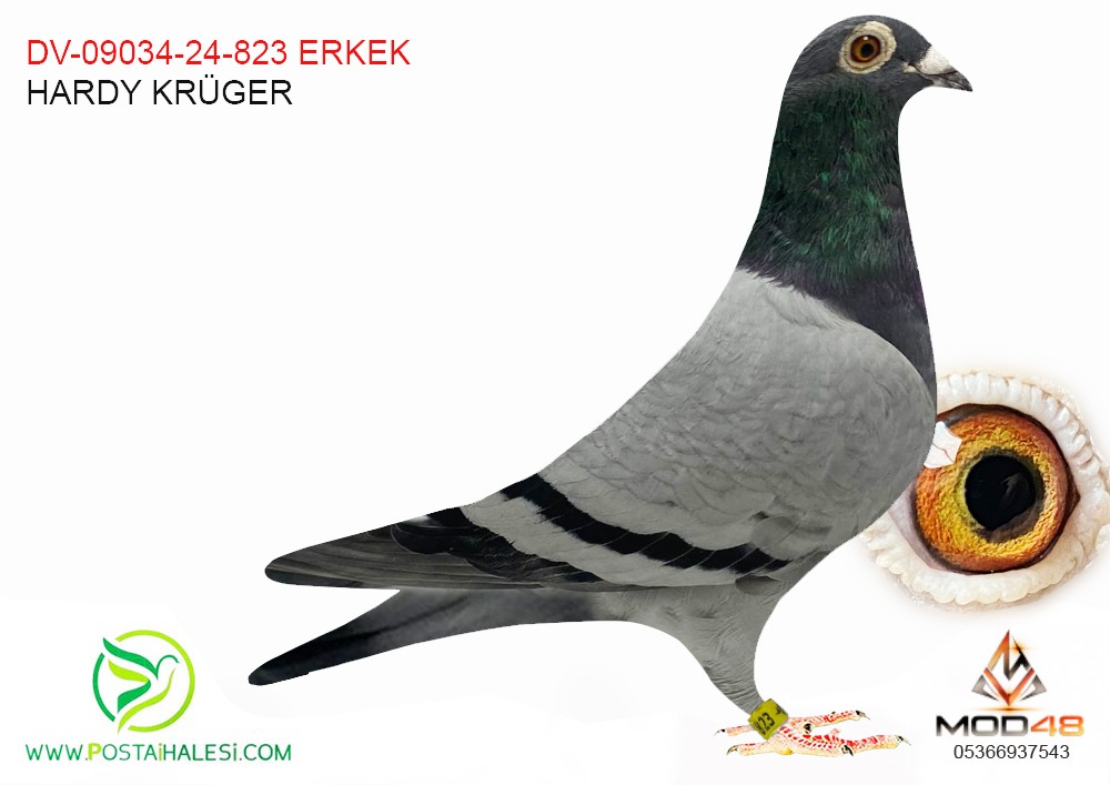 DV-09034-24-823 HARDY KRÜGER