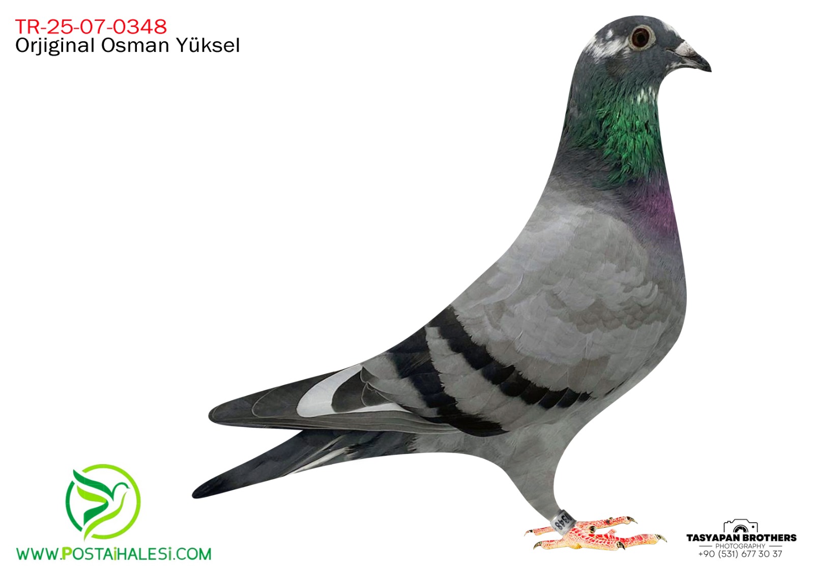 TR-25-07-0348  PORŞHE 911&PETAR KİRİL RAPONSKİ&BLAC NİGHT