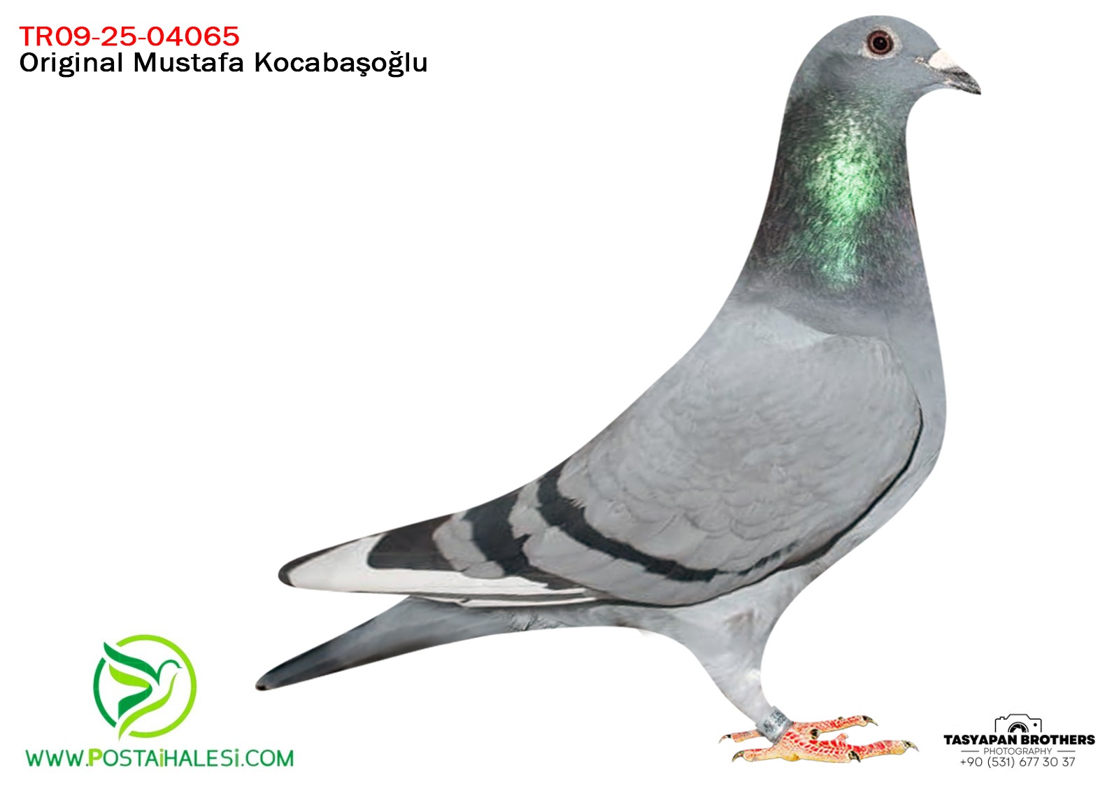 TR-25-09-4065 DRAPPA&GOLDEN PRENCE& GASTON