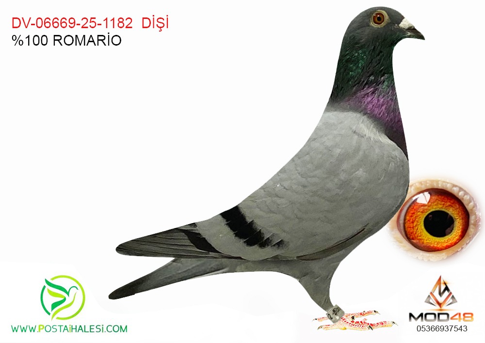 DV-06669-25-1182 %100 ROMARİO