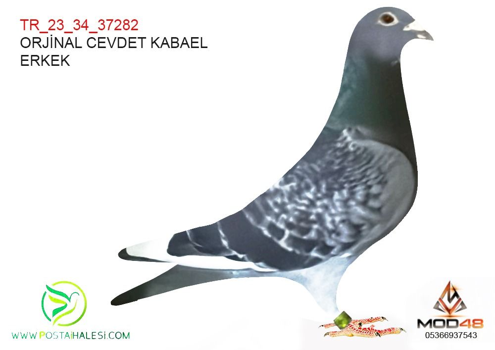 TR-23-34-37282 RİCK WALTER