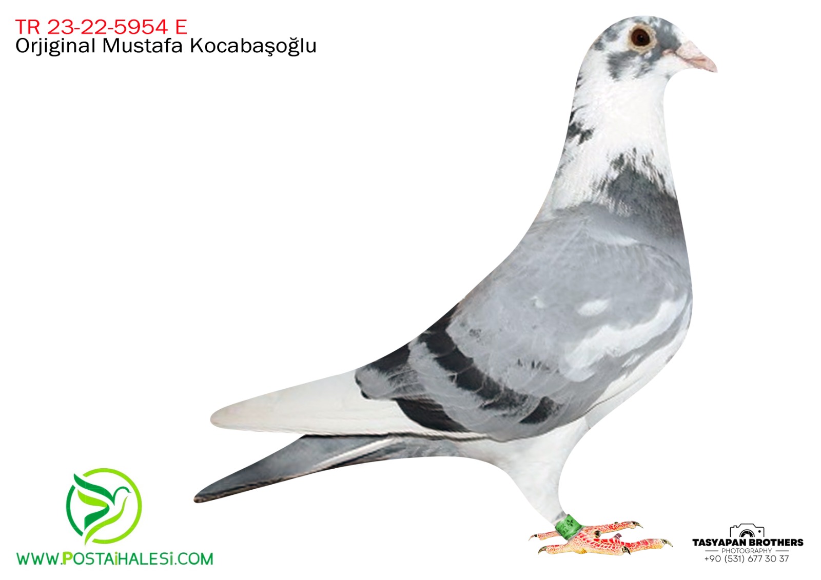 TR-23-22-5954 PORŞHE 911&FİGO