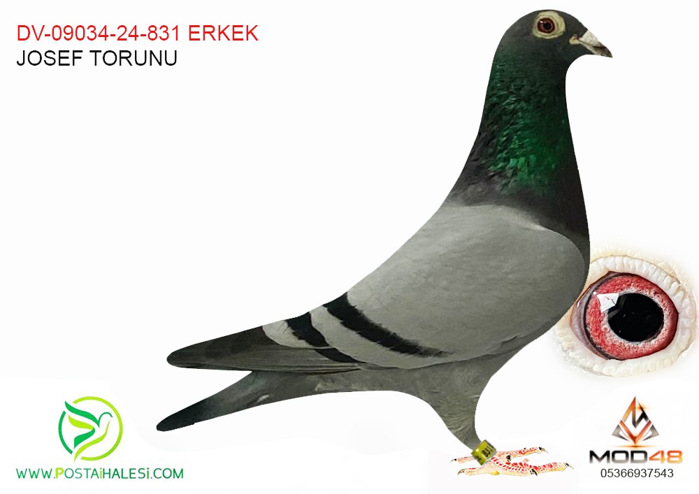 DV-09034-24-831 ÇİFT TRAFTAN JOSEF TORUNU